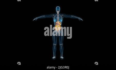 Human female body digestive system 3d hologram back view. 3D illustration Stock Photo