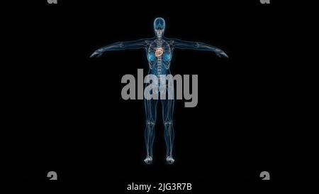 Human female body heart 3d hologram back view. 3D illustration Stock Photo