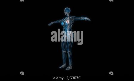 Human female body heart 3d hologram. 3D illustration Stock Photo