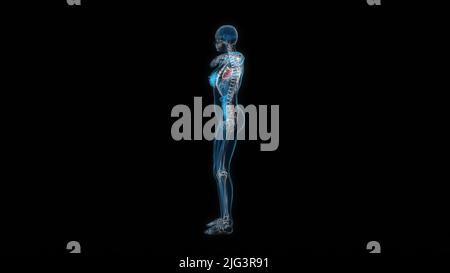 Human female body heart 3d hologram side view. 3D illustration Stock Photo