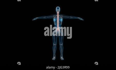 Human female body spine 3d hologram front view. 3D illustration Stock Photo