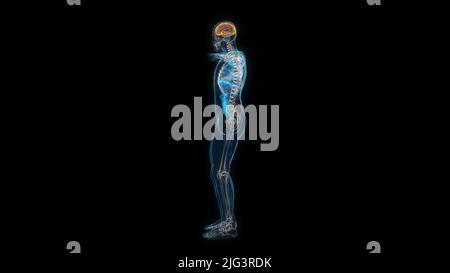 Human male body brain 3d hologram side view. 3D illustration Stock Photo