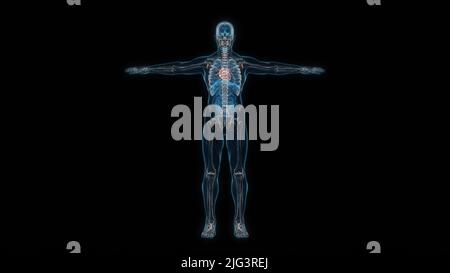 Human male body heart 3d hologram front view. 3D illustration Stock Photo