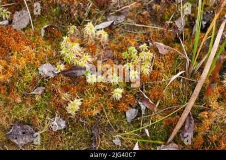 Grasses in swamp. Autumn plants in forest. Details of nature. Natural background of dry herbs. Stock Photo