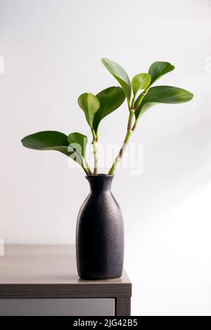 American rubber plant or Baby rubber plant in black vase Stock Photo