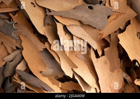 Shed bark from a plane tree, Hungary Stock Photo