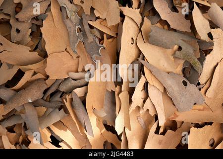 Shed bark from a plane tree, Hungary Stock Photo