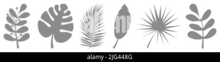 Set of leaves shadows. Plant branches shadow overlay effect on white background. Design for mockup, templates, design Stock Vector