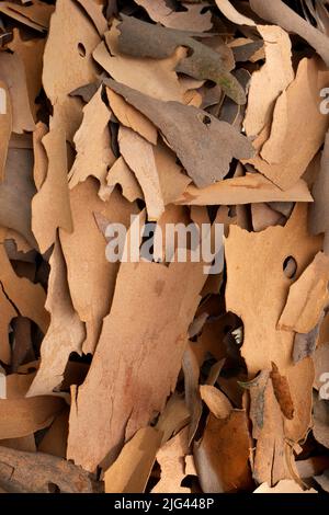 Shed bark from a plane tree, Hungary Stock Photo