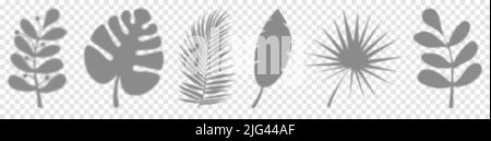 Set of shadow leaves branches. Plant branches shadow overlay effect on transparent background. Design for mockup, templates, design Stock Vector