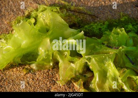 Ulva lactuca sea lettuce on a beach close up Stock Photo