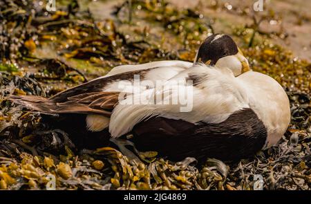 Male Eider Duck Resting Stock Photo