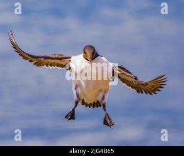 Guillemot in Flight Stock Photo