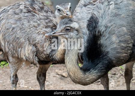 Greater rhea / grey rhea / common rhea / American rhea / nandu (Rhea americana) with juvenile, flightless bird native to eastern South America Stock Photo