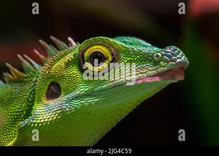 Green crested lizard (Bronchocela cristatella / Agama cristatella), agamid lizard endemic to Southeast Asia Stock Photo