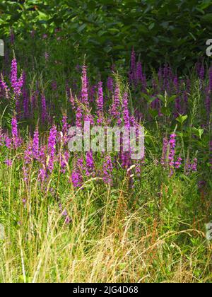 Natur Stock Photo