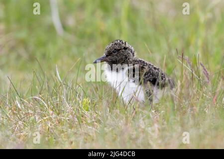 Eurasian Oystercatcher (Haematopus ostralegus), chick standing on th e ground, Southern Region, Iceland Stock Photo