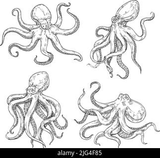 Squid sketch. Hand drawn detailed vector illustration of sea animal ...