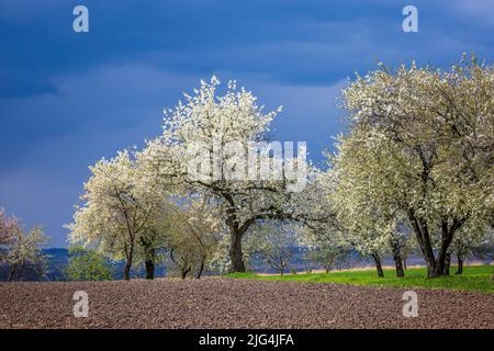 Blooming cherry trees in early spring against a dark blue stormy sky Stock Photo