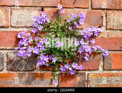 Dalmatian bellflower growing out of a brick wall, Stock Photo