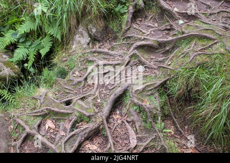 tree roots in our way across the forest Stock Photo - Alamy