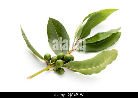 Fresh bay laurel twig with seeds isolated on white background. Laurus nobilis Stock Photo