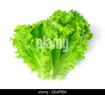 Lettuce isolated on a white background. Fresh lettuce Stock Photo