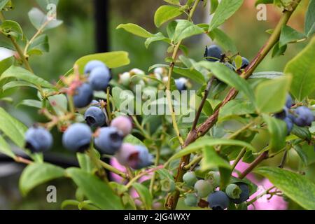 Ripe blue berries on a green bush in the garden, garden fruits for harvesting, people nutrition in Stock Photo