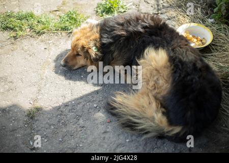 Dog is lying down. Homeless dog. Pet without owner. Details of animal shelter. Stock Photo