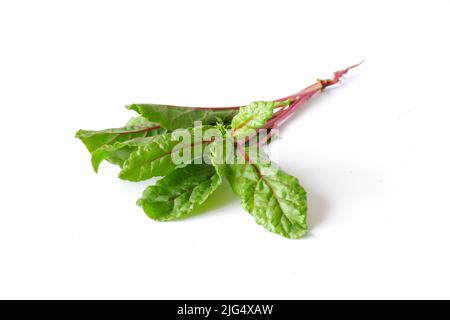 Red chard leaves on a white background. Useful edible plant close-up. Stock Photo