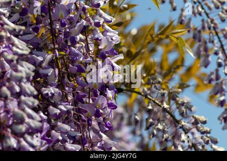 many small purple flowers against the blue sky Stock Photo