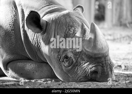 Rotterdam, The Netherlands - AUG 06, 2020: closeup of the face of a black rhino resting outside on the ground at Blijdorp zoo. Black Rhinoceros. Stock Photo