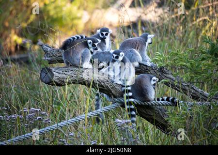 Rotterdam, The Netherlands - AUG 06, 2020: a group of ring-tailed lemurs sitting together at Blijdorp zoo Rotterdam during summer. Stock Photo