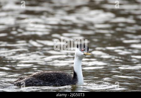 Closeup of a curious Western Grebe, Aechmophorus occidentalis, floating on a calm river. Bird in water. Stock Photo