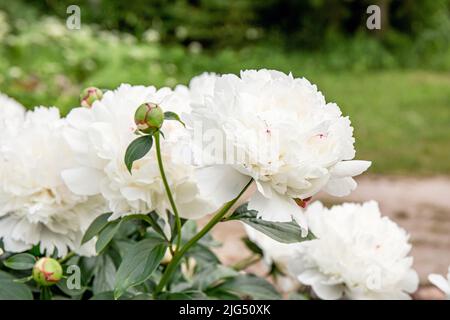 White peony or paeony flower bush growing in home garden. Big white blossoms in summer outdoors. Stock Photo