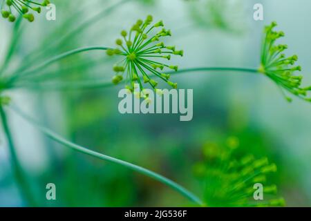Yellow dill flowers, close-up. Large inflorescences of dill on green background. Fresh green fennel. Spicy grass background for publication Stock Photo