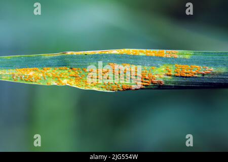 Severe yellow or stripe rust Puccinia striiformis on a wheat crop. Stock Photo