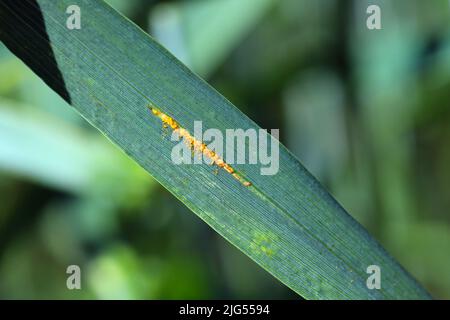 Severe yellow or stripe rust Puccinia striiformis on a wheat crop. Stock Photo