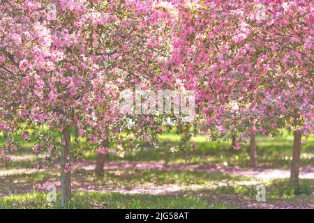 Garden of cherry blossom trees, with a path among the trees, in the sunlight Stock Photo