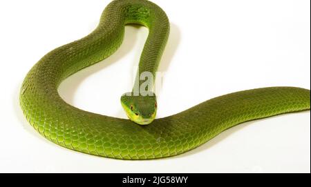 portrait of snake on white background Stock Photo