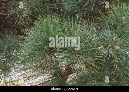 branches with leaves and cones forming on a young pine tree outdoors Stock Photo