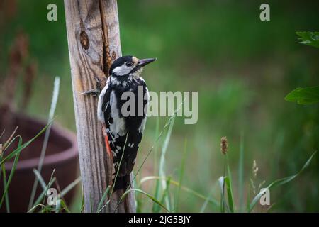 Great woodpecker (Dendrocopos major, syn. Picoides major)