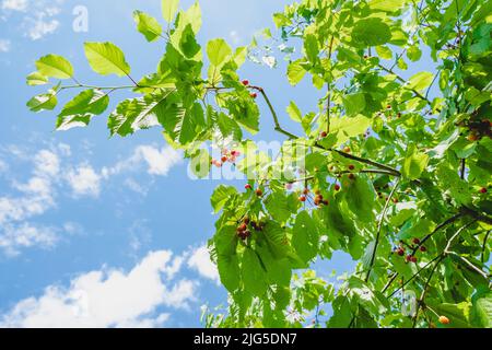 Ripe cherries hanging from a sweet cherry tree branch. Bird cherry tree. Water droplets on fruits after rain. Stock Photo