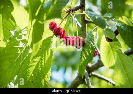 Ripe cherries hanging from a sweet cherry tree branch. Bird cherry tree. Water droplets on fruits after rain. Stock Photo