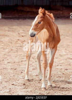 Portrait of a thoroughbred colt walking in a levada. Sunny summer day. Homemade animal. The beautiful newborn horse. Outdoor. Sports horse Stock Photo