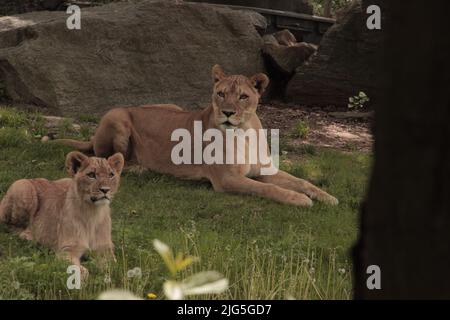 African lioness and her cub laying in the grass Stock Photo