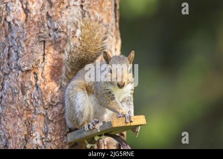 A cute little squirrel is perched on a little tree platform in Rathdrum, Idaho Stock Photo