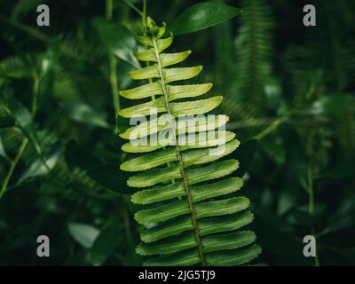 A fern is a member of a group of vascular plants that reproduce via spores and have neither seeds nor flowers Stock Photo