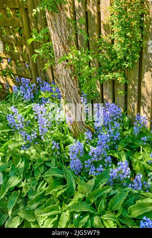 Bluebells flowers growing in a backyard garden between lush green leaves. Wild blue flowering plants thriving outdoors along a fence and used for Stock Photo