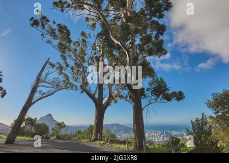 Landscape of a mountain trail near cultivated woodland on Table Mountain in Cape Town. Forest of tall Eucalyptus trees growing on a sandy hill in Stock Photo